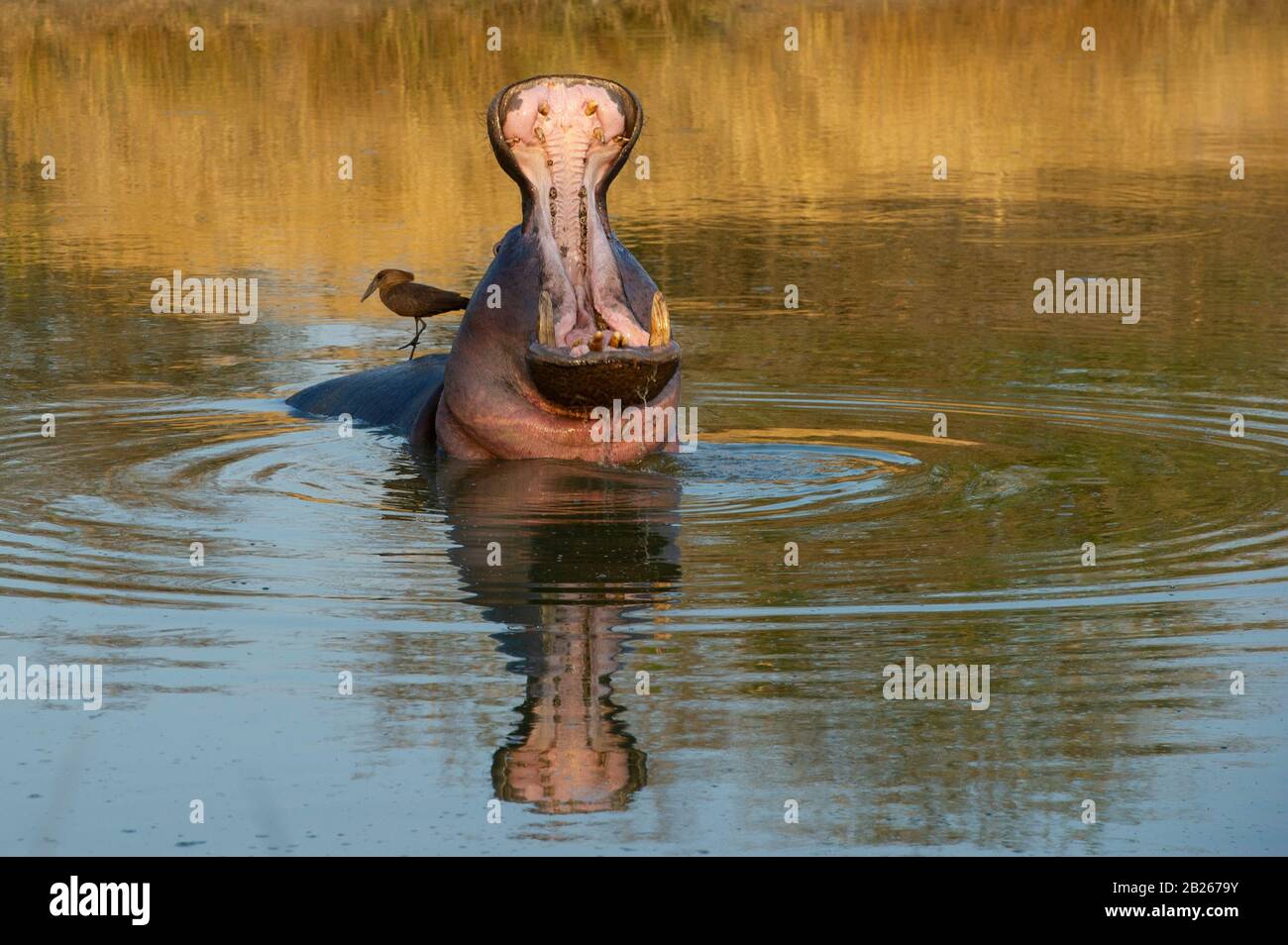 Hamerkop, Scopus umbretta, assis sur des hippopotames ébarbéants, Hippopotamus amphibius, Parc national Kruger, Afrique du Sud Banque D'Images