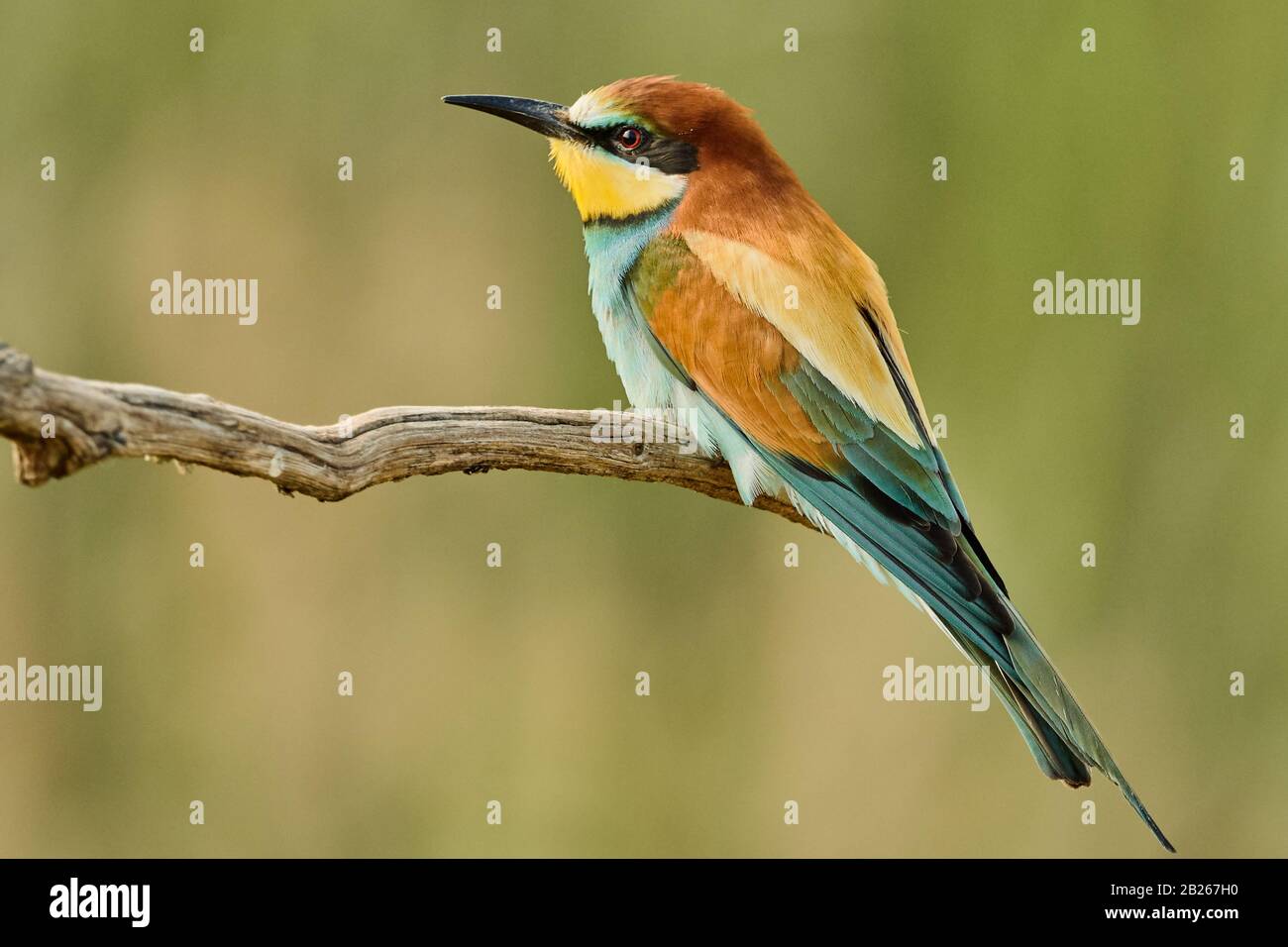 Oiseau coloré perché sur une branche. Faune et nature estivales à Gerolsheim, Allemagne Banque D'Images