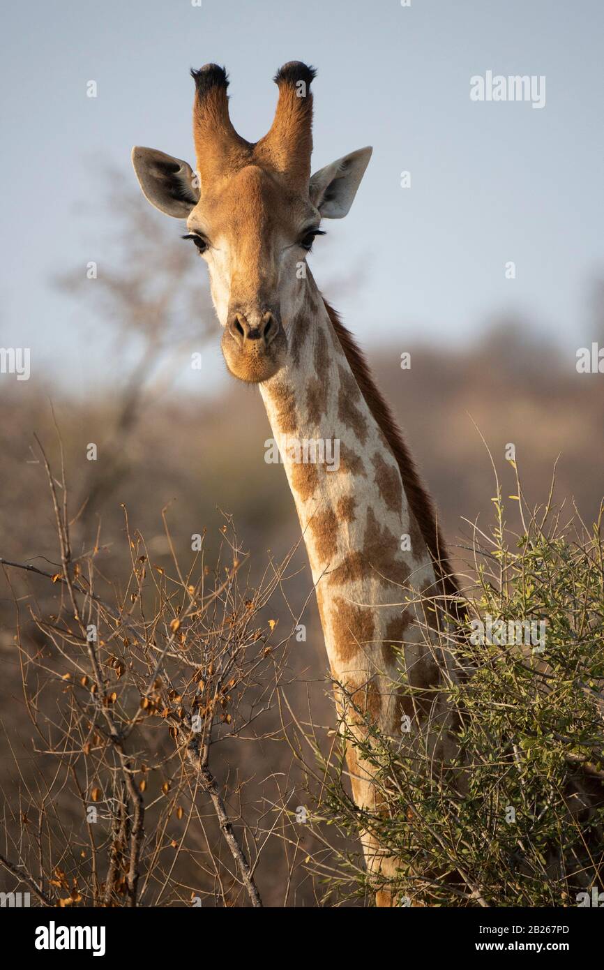 Girafe du sud, Giraffa camelopardalis giraffa, Réserve naturelle privée Klaserie, Afrique du Sud Banque D'Images