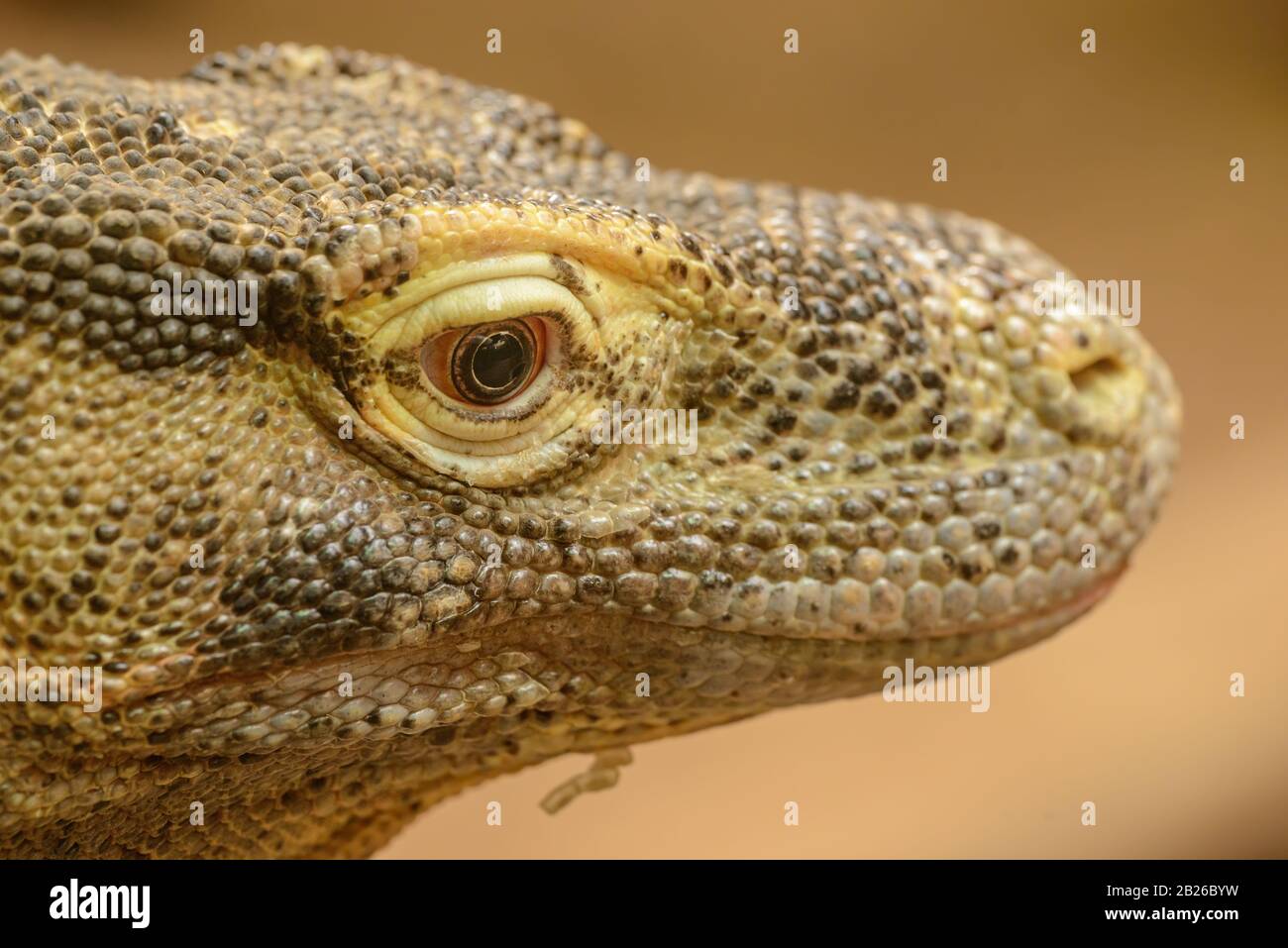 portrait détaillé de komodo dragon lézard dans le zoo Banque D'Images