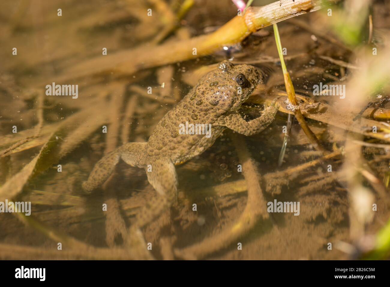 grenouille brune qui regarde de l'eau Banque D'Images