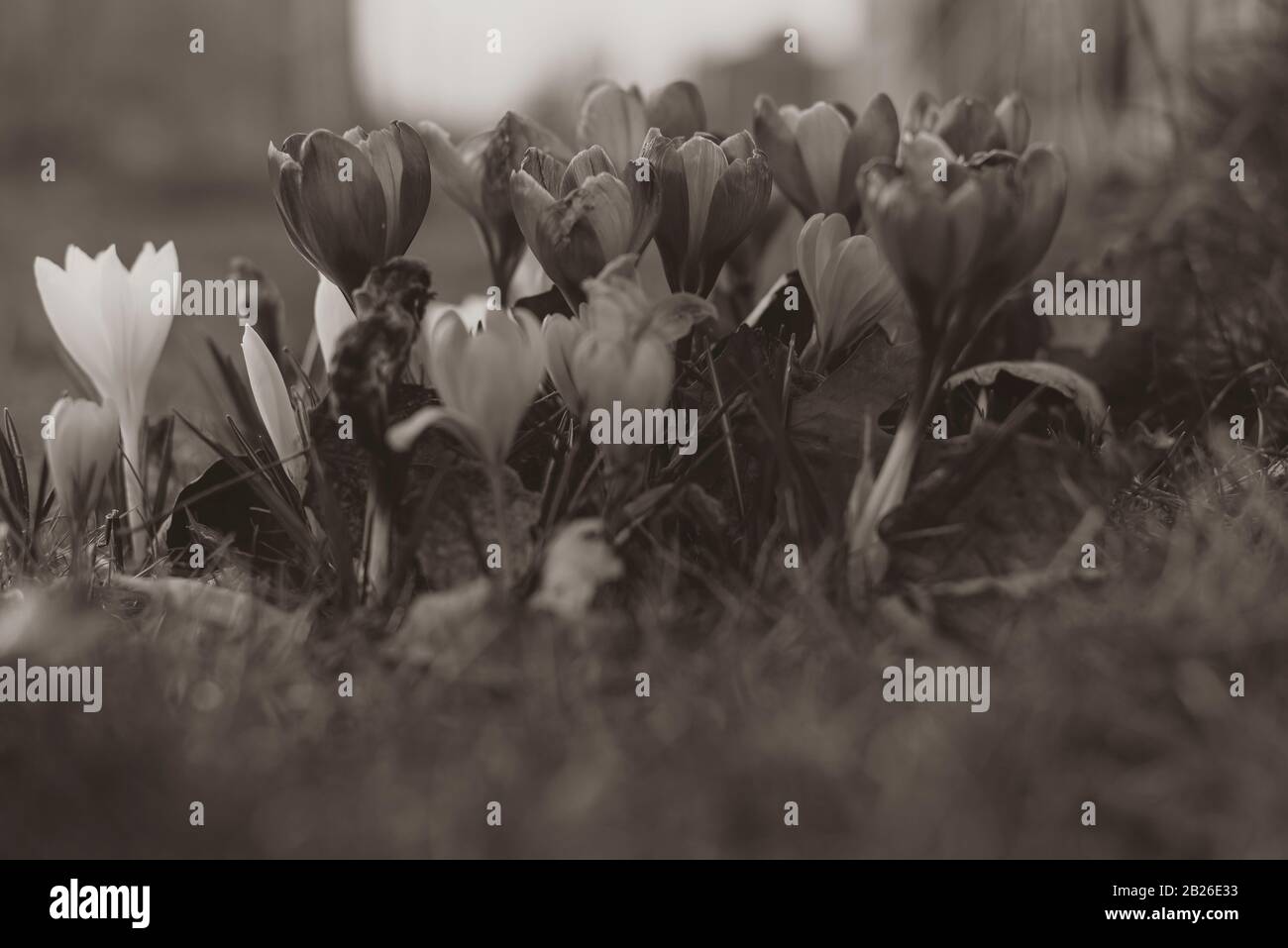Crocus dans différentes couleurs, violet, blanc, jaune, printemps Banque D'Images