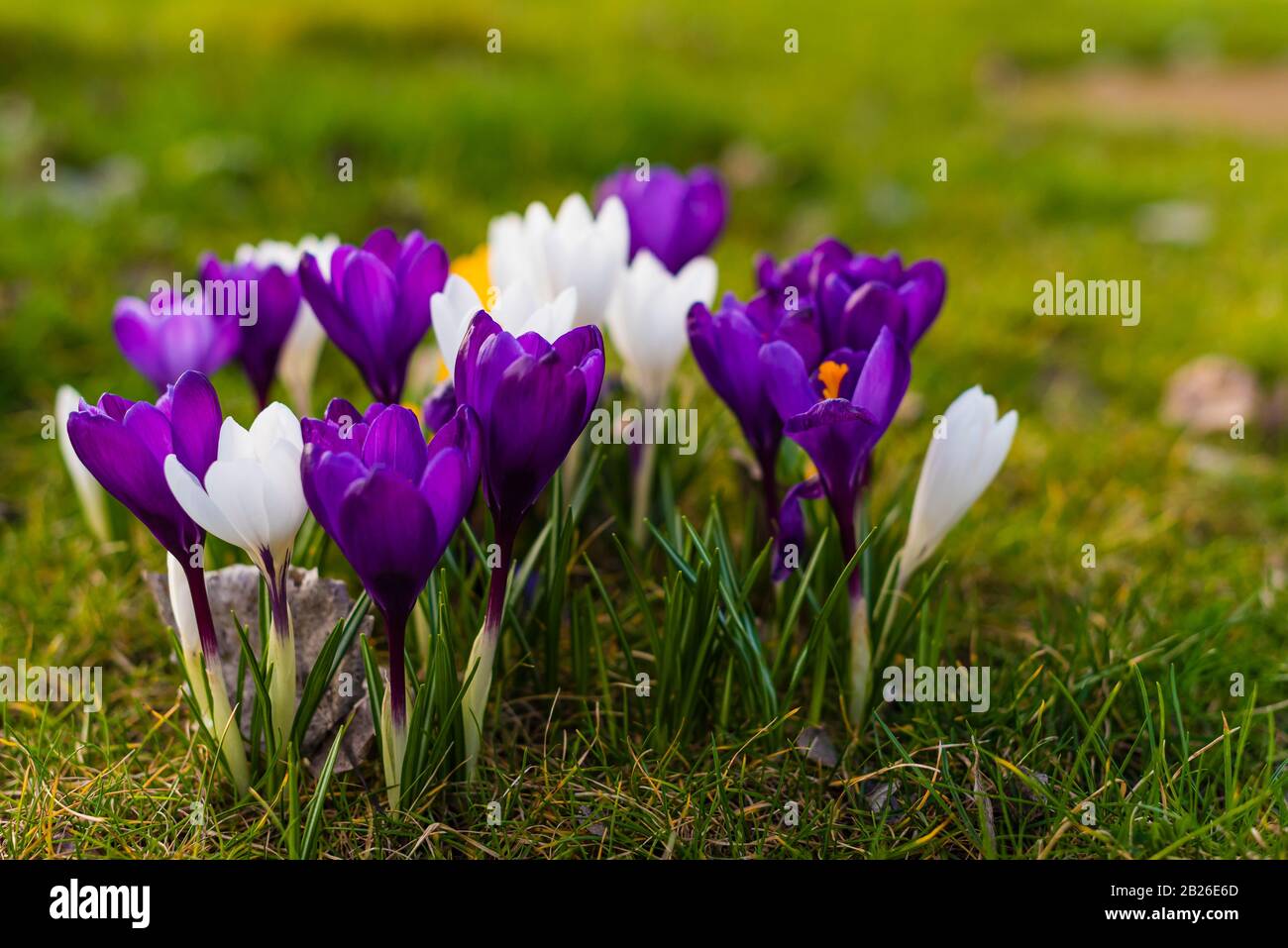 Crocus dans différentes couleurs, violet, blanc, jaune, printemps Banque D'Images