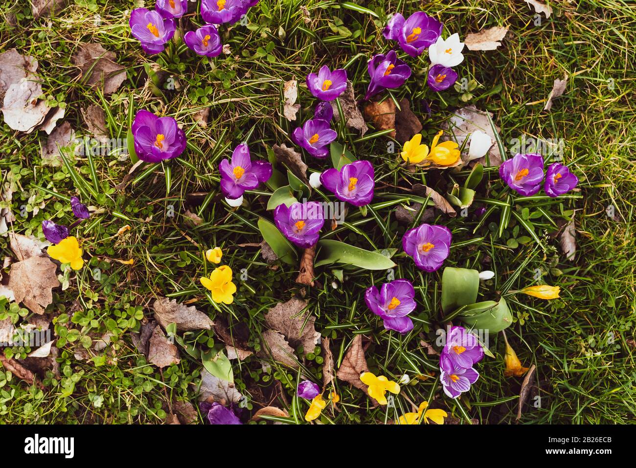 Crocus dans différentes couleurs, violet, blanc, jaune, printemps, vue de dessus Banque D'Images