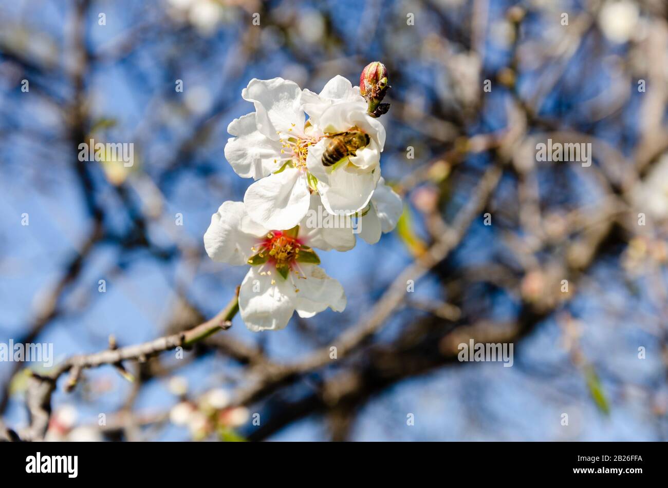 Fleurs d'amandes, printemps. Gros plan de fleurs d'amande de Datca, Mugla, Turquie Banque D'Images