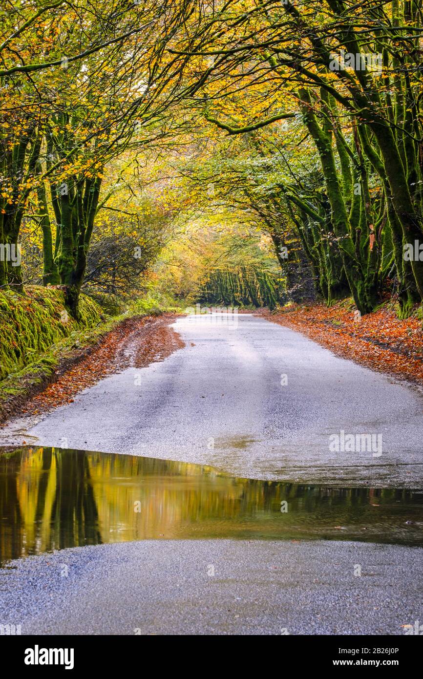 Promenade dans les bois d'automne, avec des reflets de flaques humides, campagne, saisons, vie rurale, arbres mousseux, nature, paix, calme, vie rurale, North Devon Banque D'Images