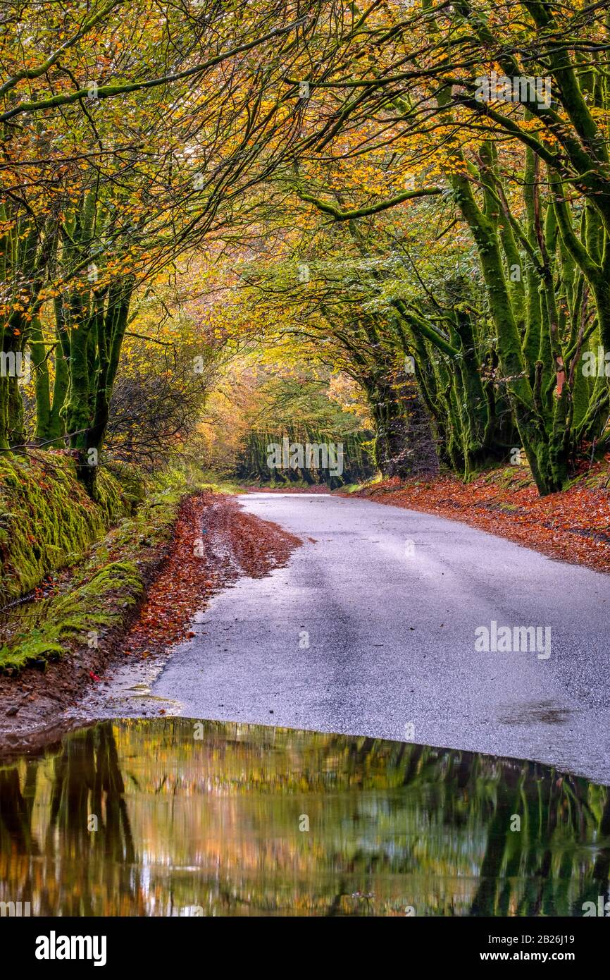 Promenade dans les bois d'automne, avec des reflets de flaques humides, campagne, saisons, vie rurale, arbres mousseux, nature, paix, calme, vie rurale, North Devon Banque D'Images