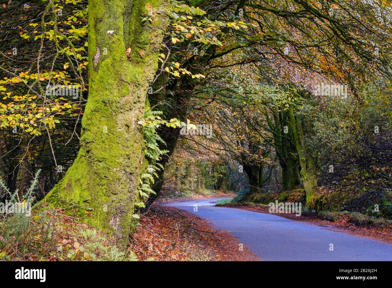 Promenade dans les bois automnale, couleurs automnales, arbres mousseux, campagne, saisons, vie rurale, arbres mousseux, nature, paix, calme, vie rurale, Nord Devon Banque D'Images