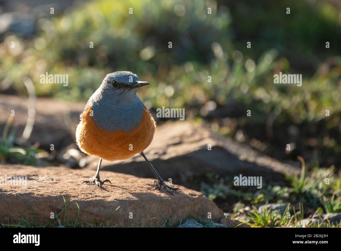 Sentinel rock thrush, explorateur De La Monoticola, Sani Top, Lesotho Banque D'Images