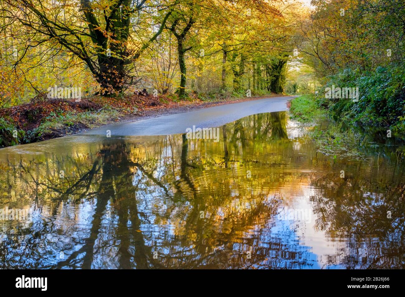 Promenade dans les bois d'automne, avec des reflets de flaques humides, campagne, saisons, vie rurale, arbres mousseux, nature, paix, calme, vie rurale, North Devon Banque D'Images