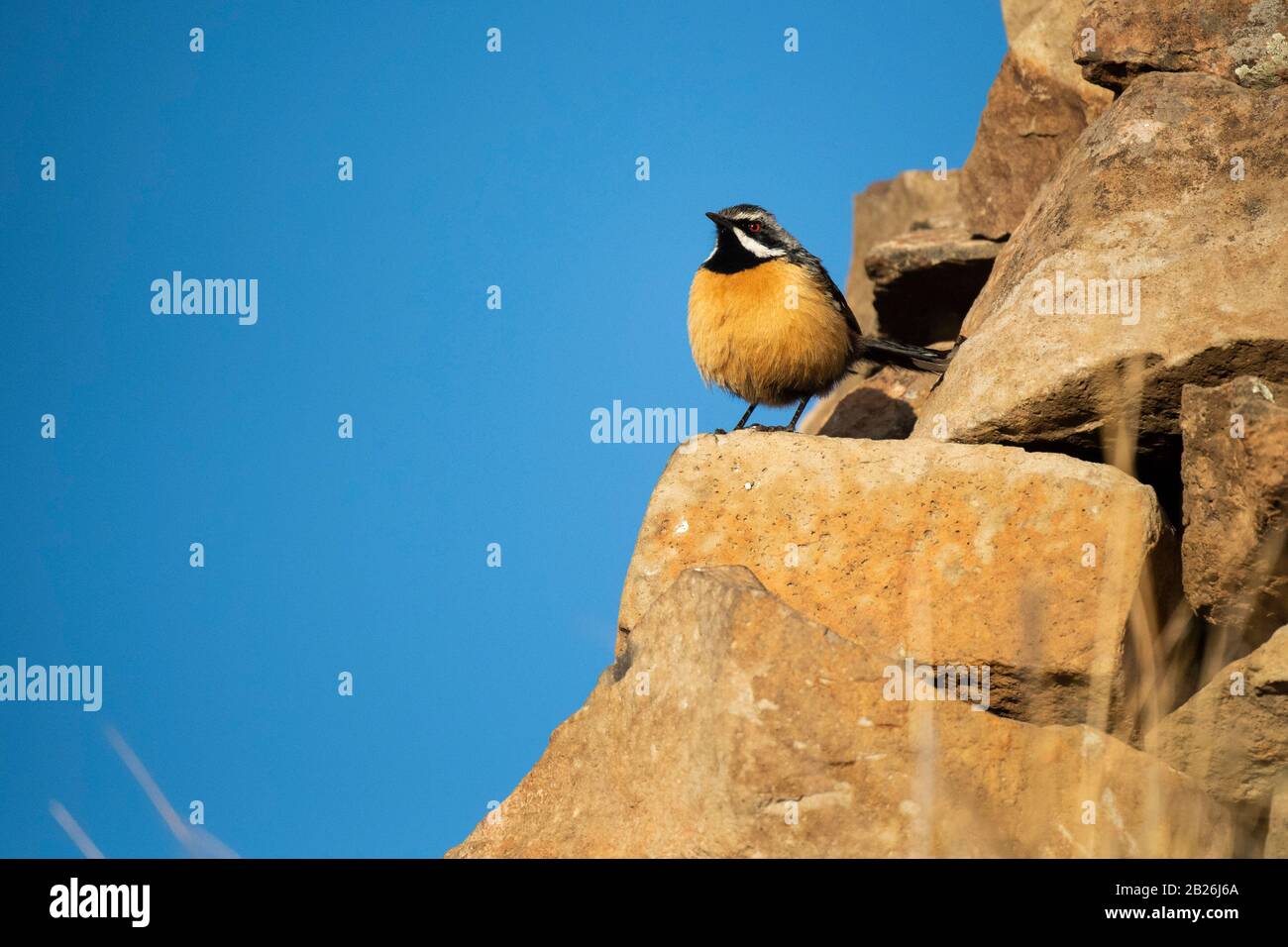 Cavalier de Drakensberg, Chaetops auranantius, Sani Top, Lesotho Banque D'Images