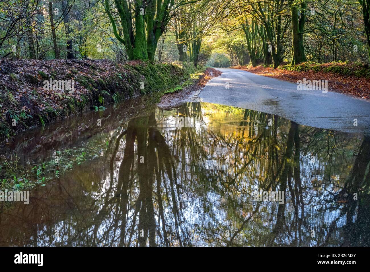 Promenade dans les bois d'automne, avec des reflets de flaques humides, campagne, saisons, vie rurale, arbres mousseux, nature, paix, calme, vie rurale, North Devon Banque D'Images