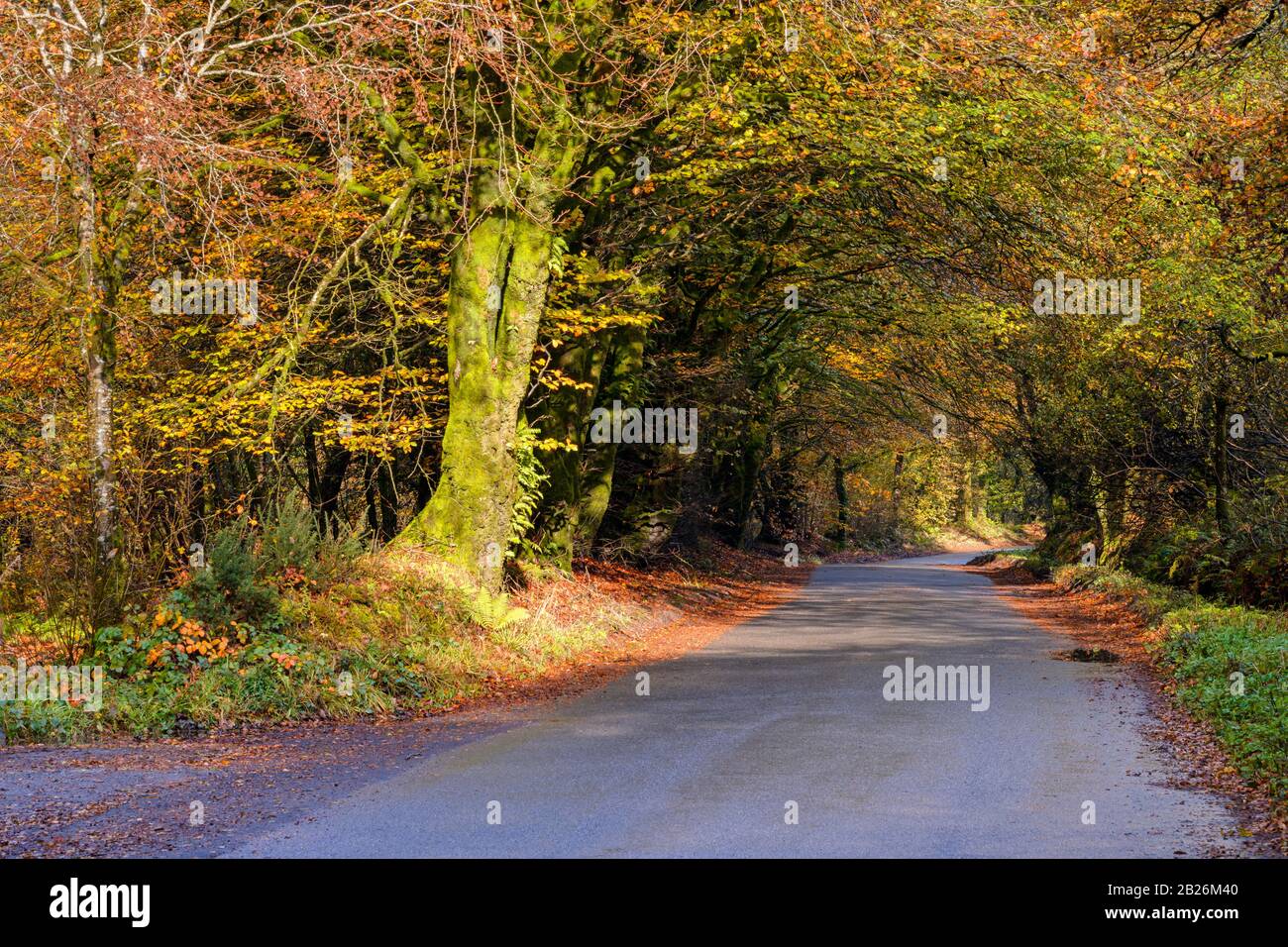 Promenade dans les bois automnale, couleurs automnales, arbres mousseux, campagne, saisons, vie rurale, arbres mousseux, nature, paix, calme, vie rurale, Nord Devon Banque D'Images
