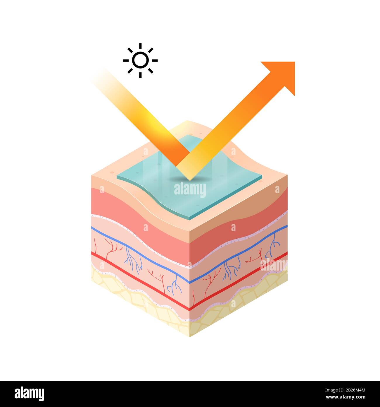 protection les rayons uv de la peau avec la crème solaire pénètrent dans l'épiderme de la section transversale de la peau des couches humaines de la peau structure skincare concept médical illustration vectorielle plate Illustration de Vecteur