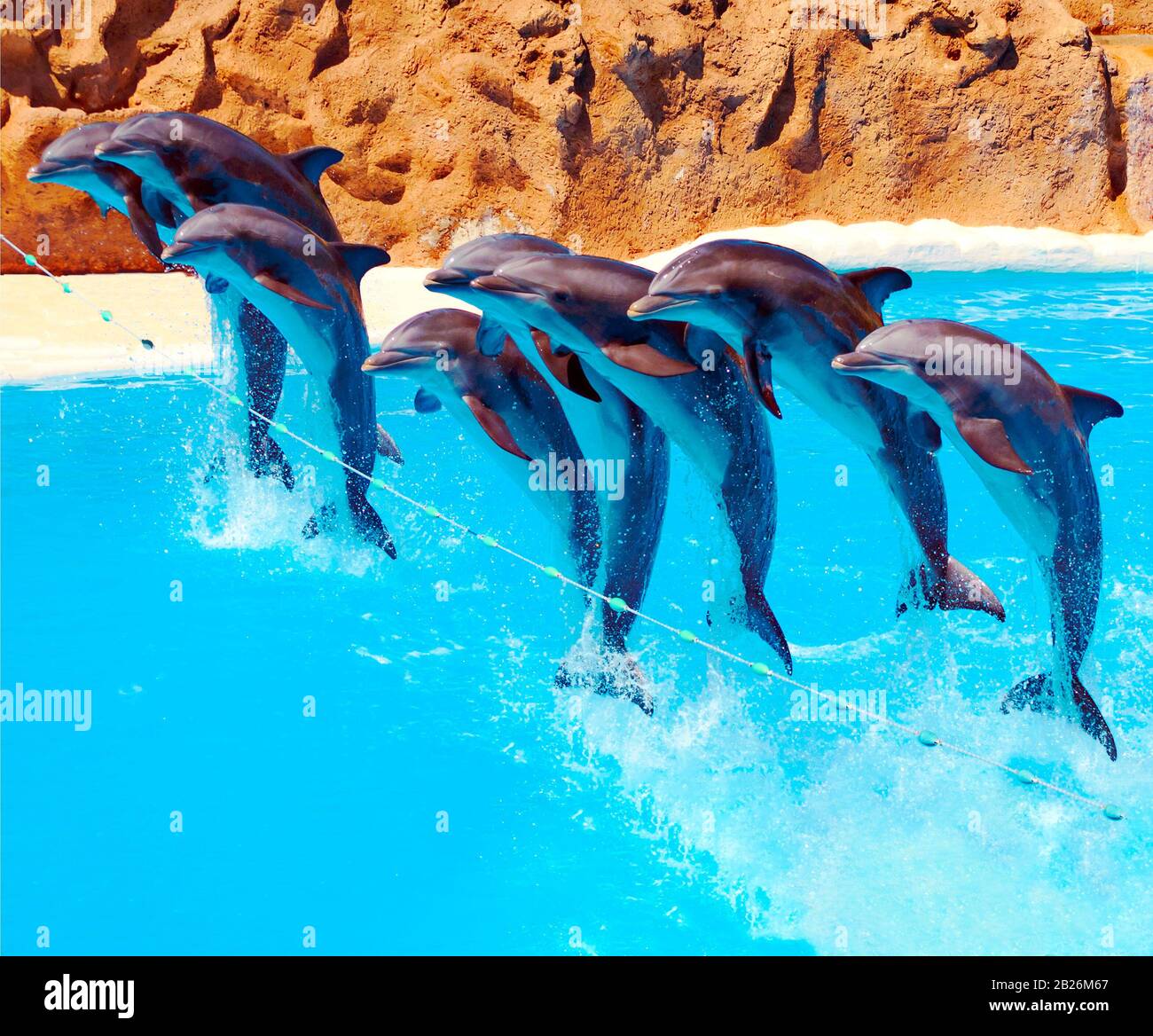 Les dauphins au parc aquatique de Tenerife Banque D'Images