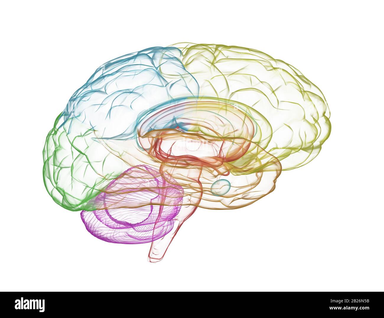 Modèle de rayons X du cerveau multicolore. Isolé sur fond blanc Banque D'Images