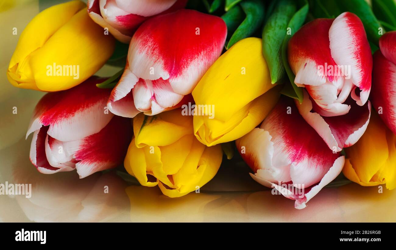 Bouquet de tulipes colorées. Gros Plan. Mise au point sélective. Banque D'Images