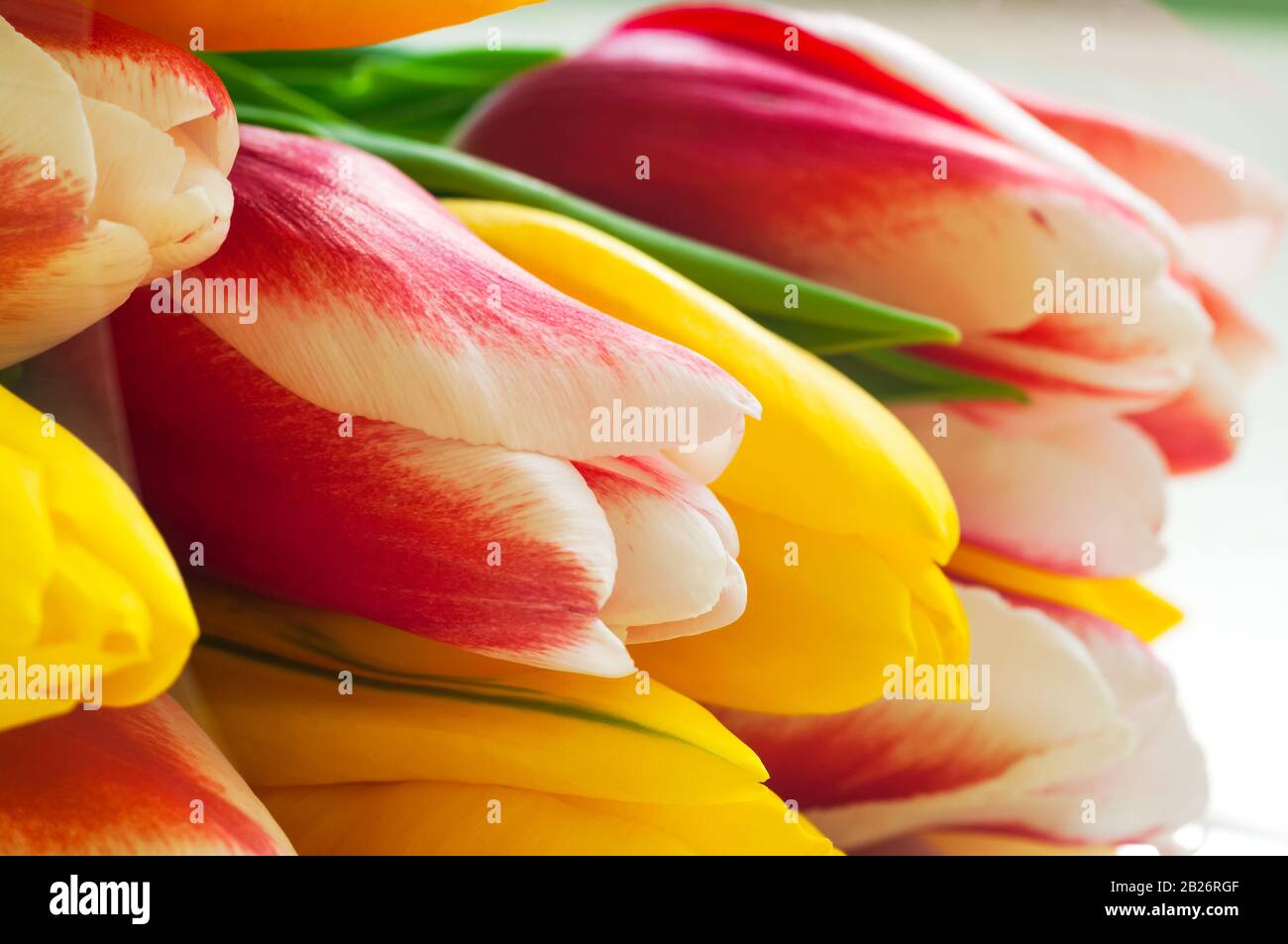 Bouquet de tulipes colorées. Gros Plan. Mise au point sélective. Banque D'Images