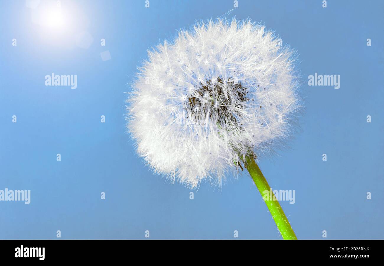 Tête de semence de pissenlit contre le ciel bleu clair avec le soleil. Gros plan. Espace de copie. Banque D'Images