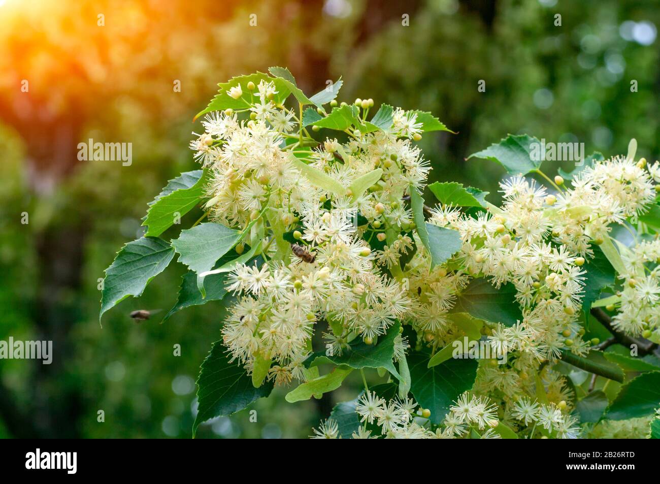 Branche de la floraison Linden le matin. Banque D'Images