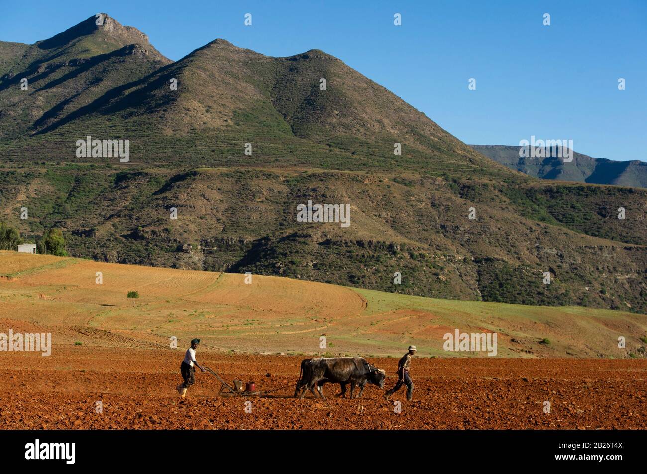 Les hommes du Basotho labourent et labourent, Malealea, Lesotho Banque D'Images