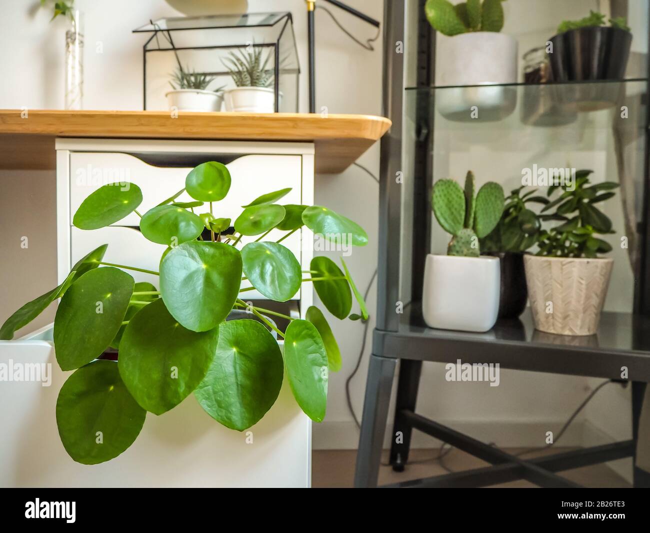 Grande usine de crêpe dans une salle d'étude industrielle noir et blanc avec de nombreuses autres plantes vertes. Banque D'Images