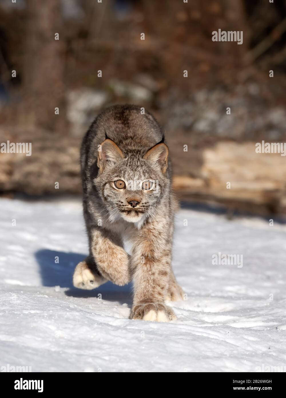 Canada Lynx chaton (Lynx canadensis) marchant dans la neige d'hiver au Montana, aux États-Unis Banque D'Images