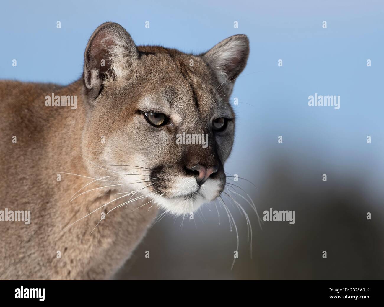 Cougar ou lion de montagne (couleur Puma) se rapprochent dans la neige  d'hiver au Montana, aux États-Unis Photo Stock - Alamy