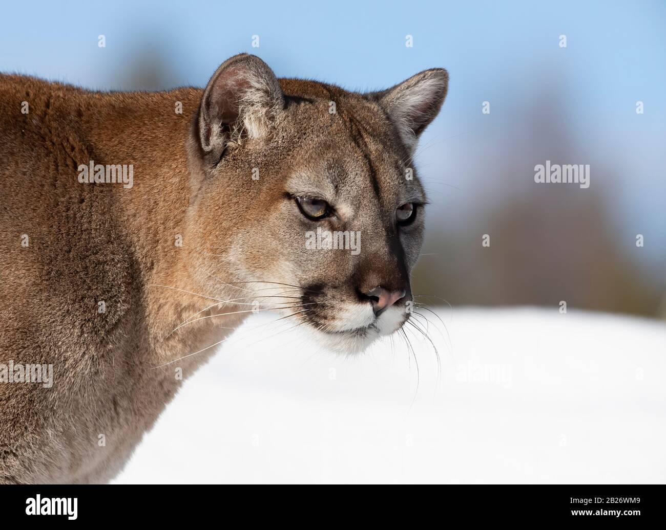 Cougar ou lion de montagne (couleur Puma) se rapprochent dans la neige  d'hiver au Montana, aux États-Unis Photo Stock - Alamy