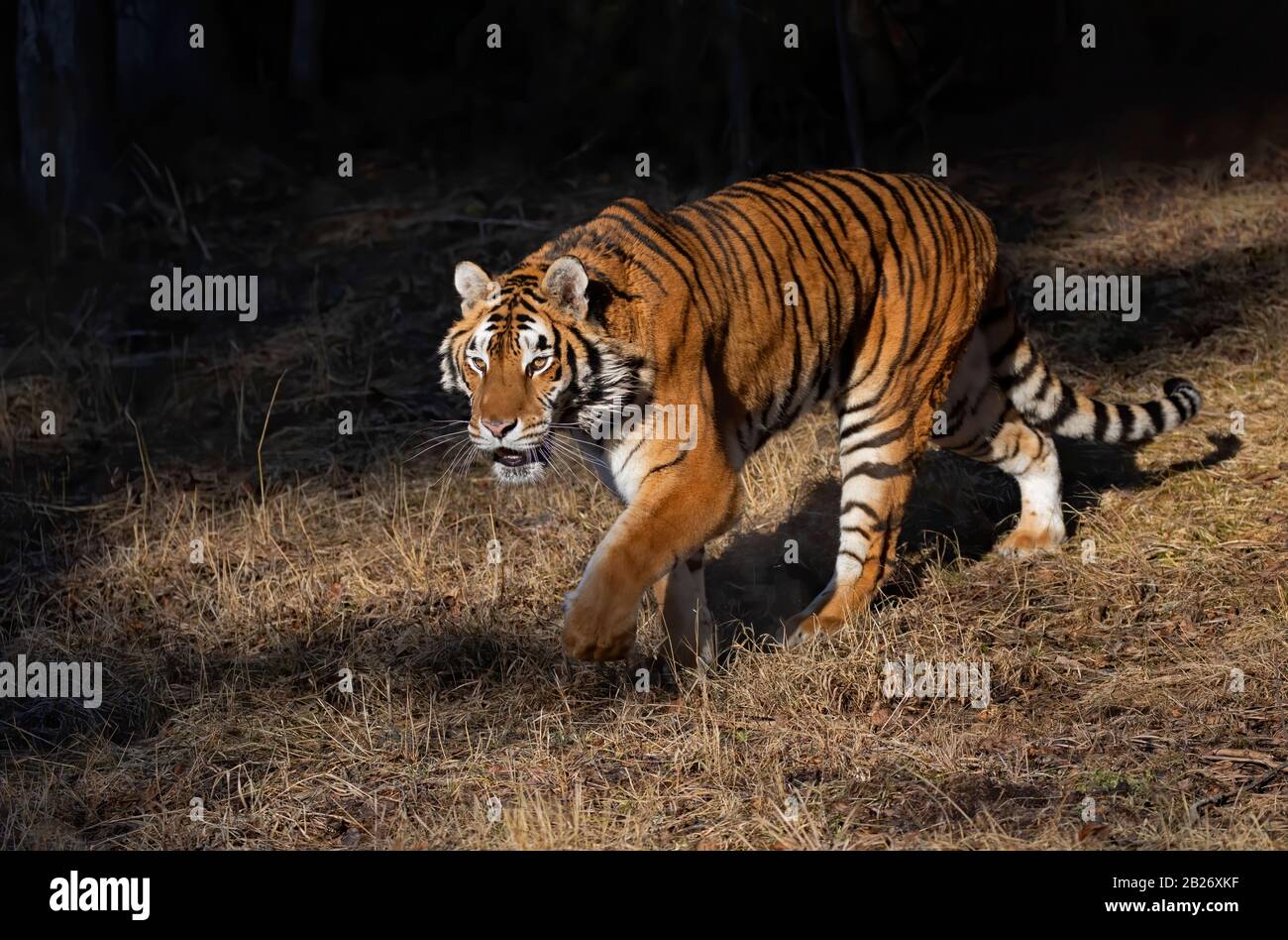 Tigre de Sibérie (Panthera tigris altaica) marchant dans la neige d'hiver au Montana, aux États-Unis Banque D'Images