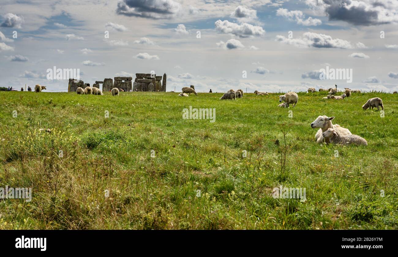 Moutons devant Stonehenge lors d'une journée d'été brillante Banque D'Images