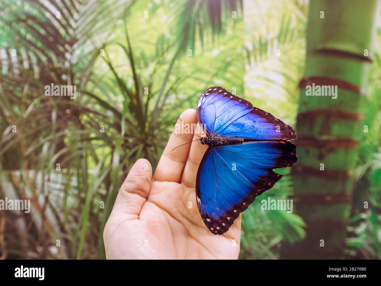 La personne qui tient les peleides de Morpho débarqués, le morpho bleu de Peleides, le morpho commun ou le papillon de l'empereur sur le doigt dans l'insectarium. Espace de copie. Banque D'Images