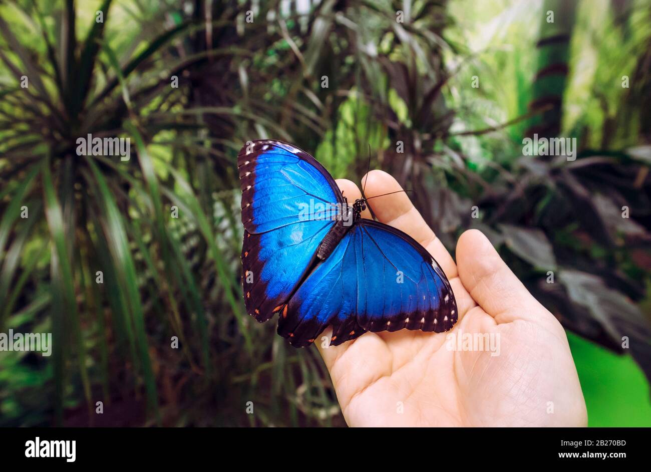 La personne qui tient les peleides de Morpho débarqués, le morpho bleu de Peleides, le morpho commun ou le papillon de l'empereur sur le doigt dans l'insectarium. Espace de copie. Banque D'Images