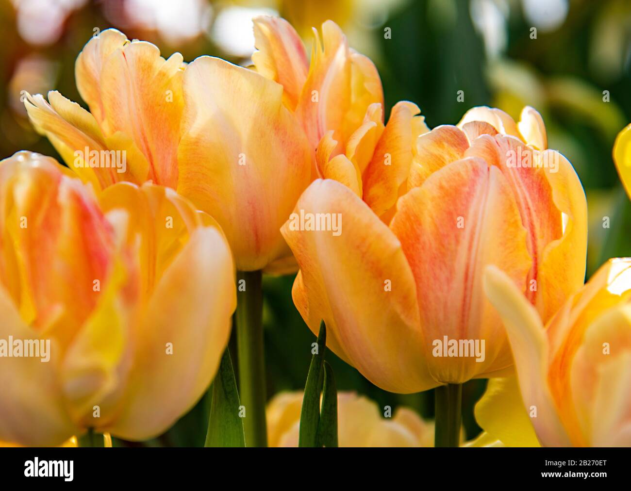 Tulipes délicates sur un fond flou. Fond floral. Banque D'Images