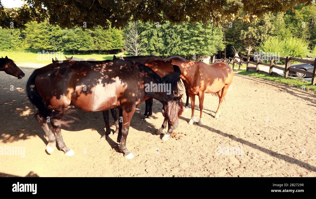 Équitation chevaux au ranch près de Zagreb Banque D'Images