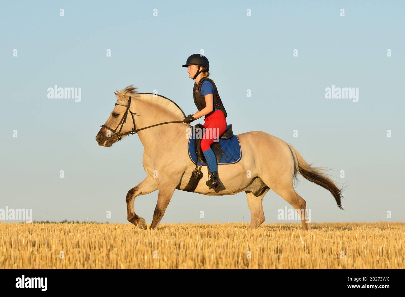 Pilote portant un protecteur de corps à cheval à l'arrière d'un cheval de fjord norvégien cantering dans un champ de chaume Banque D'Images