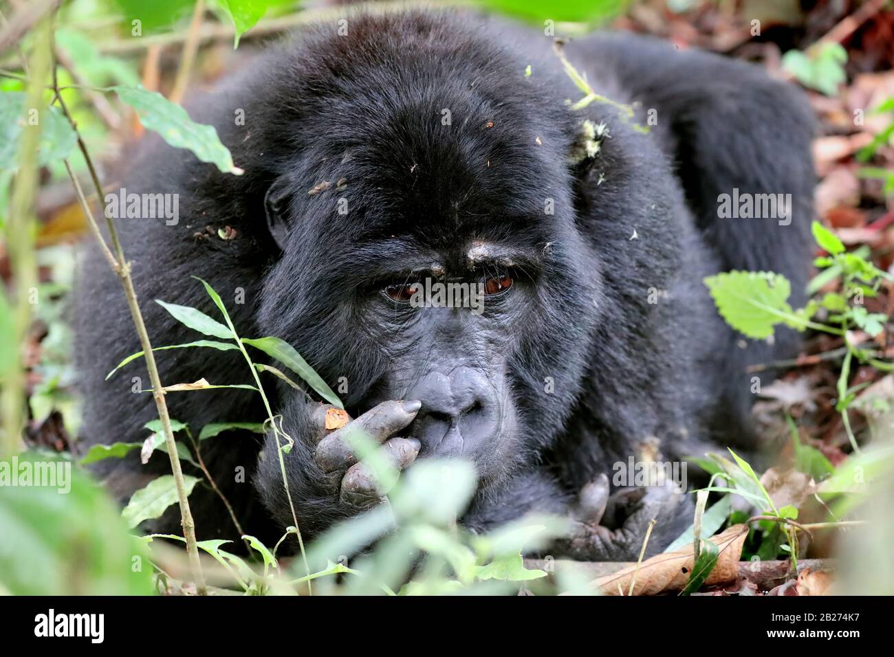 Gorilla De Montagne À Bwindi Impénétrable National Park Ouganda (Gor Banque D'Images