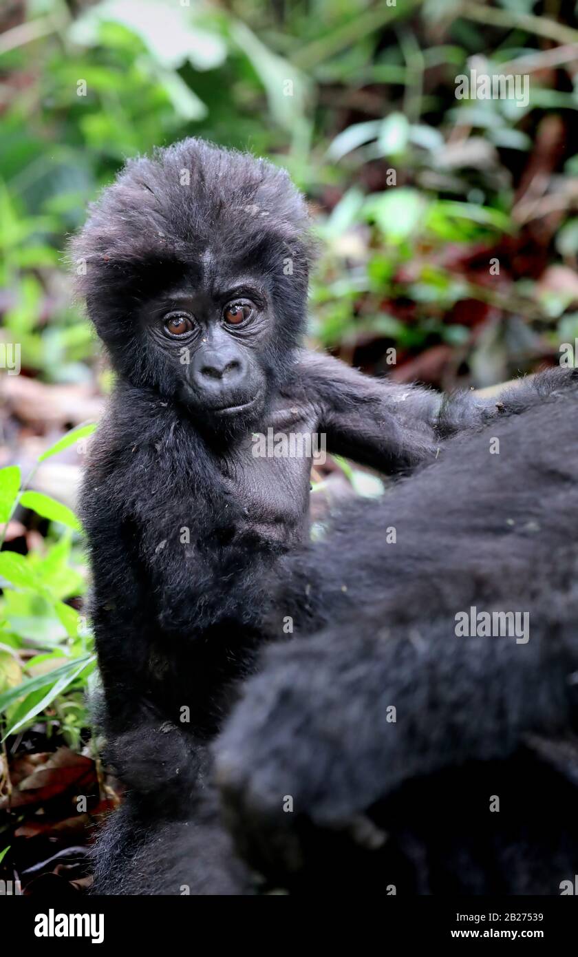 Gorilla De Young Mountain À Bwindi Impénétrable National Par Banque D'Images