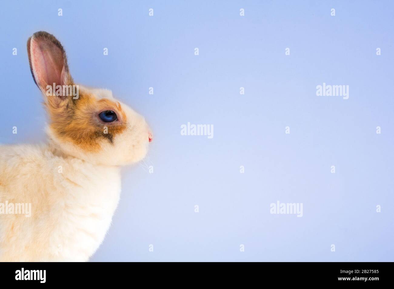 Petit lapin sur fond bleu Banque D'Images