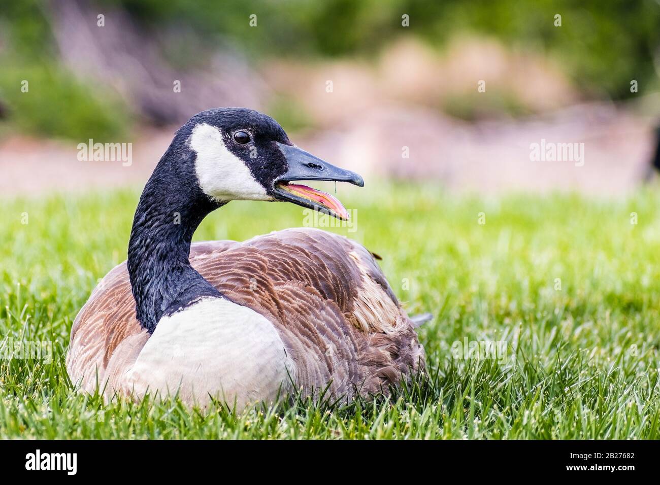 Gros plan d'une oie du Canada (Branta canadensis) assise sur un pré de parc, en Californie Banque D'Images