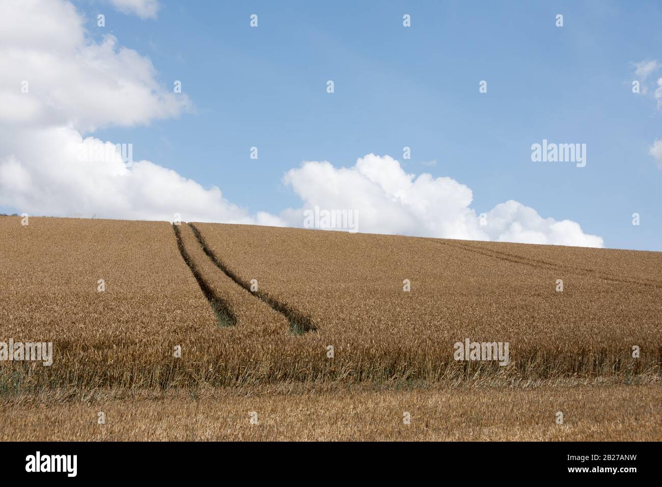 Champ de blé avec chenilles du tracteur Banque D'Images