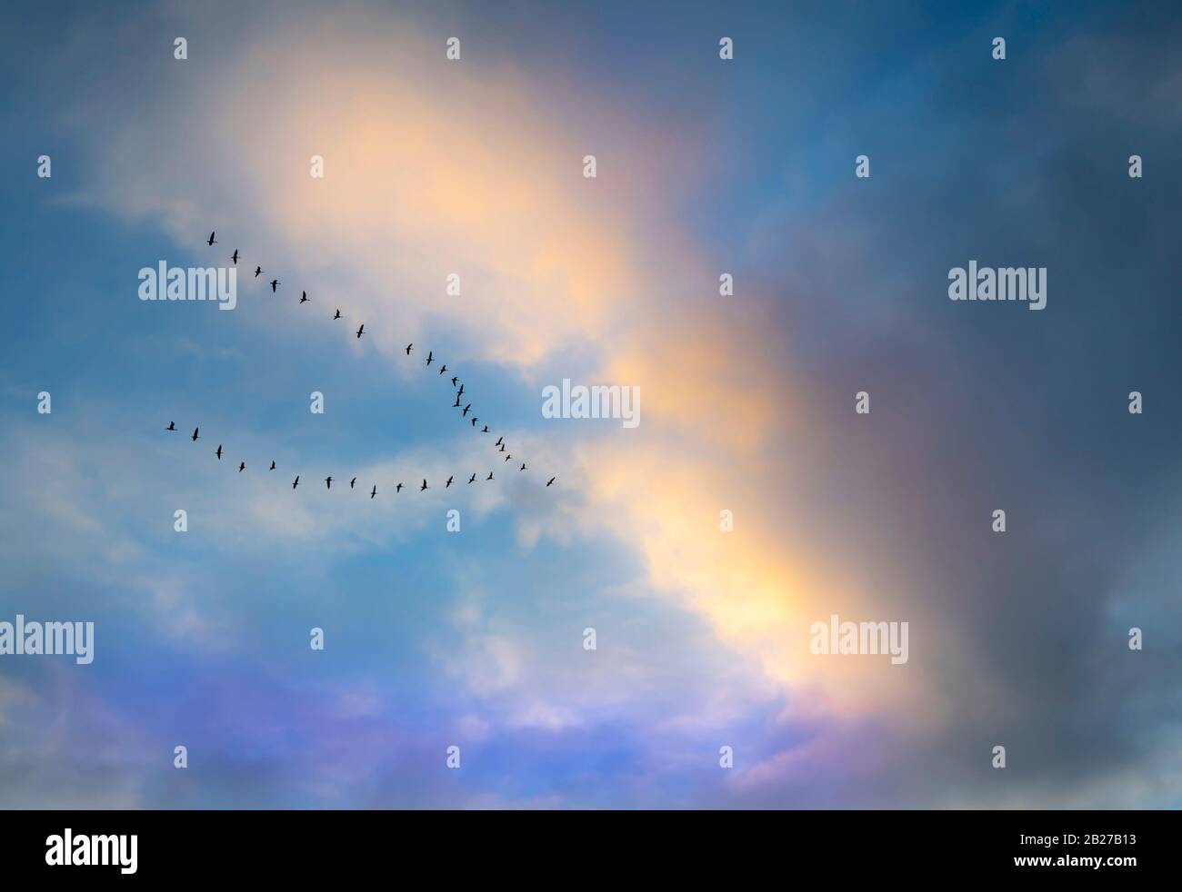 Troupeau d'oies volant en formation au coucher du soleil Banque D'Images