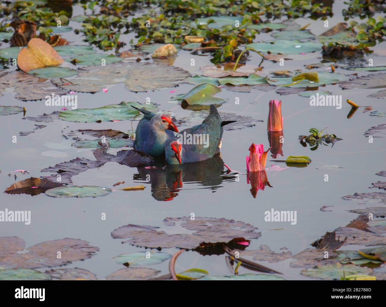 Un samphen pourpre à gué dans la zone peu profonde d'un lac (photo prise dans le jardin botanique de Lalbagh, Bangalore City, Inde) Banque D'Images