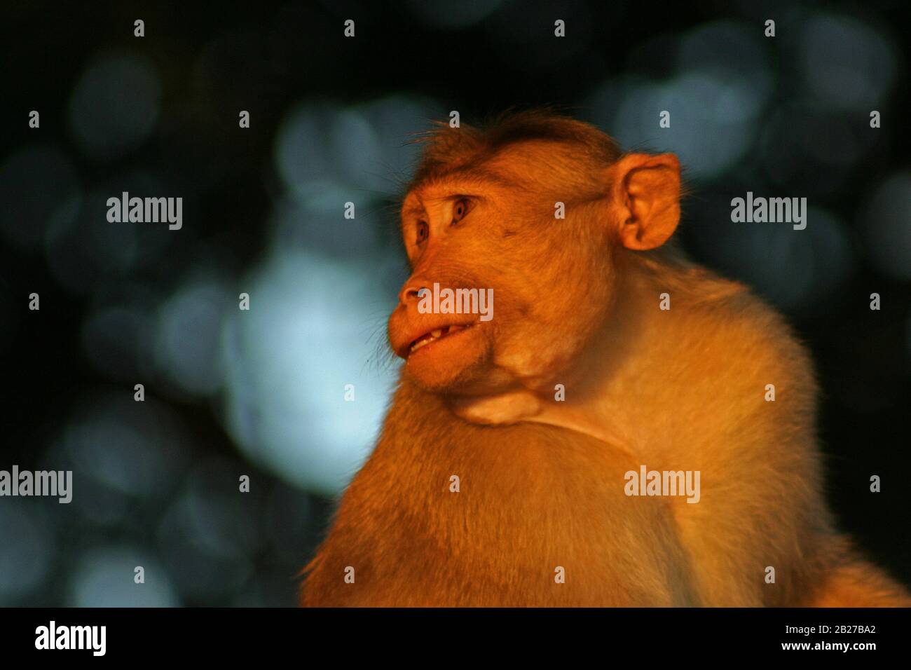 Portrait d'un Bonnet Macaque en lumière chaude (photo prise dans le jardin botanique de Lalbagh à Bangalore City, Inde) Banque D'Images