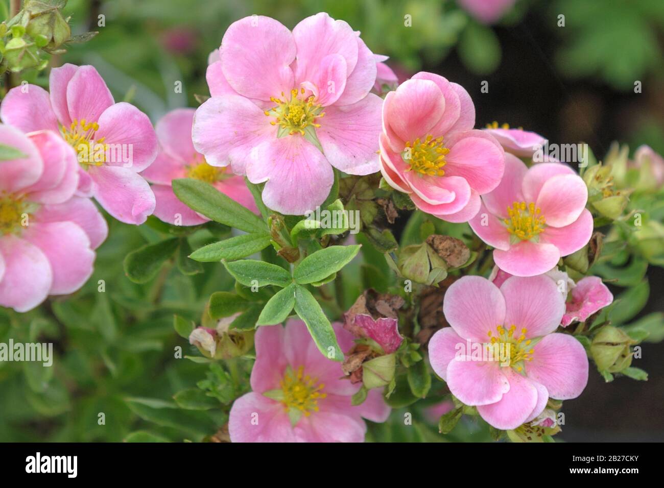 Fingerstrauch (Potentilla fruticosa Pink Paradise) Banque D'Images