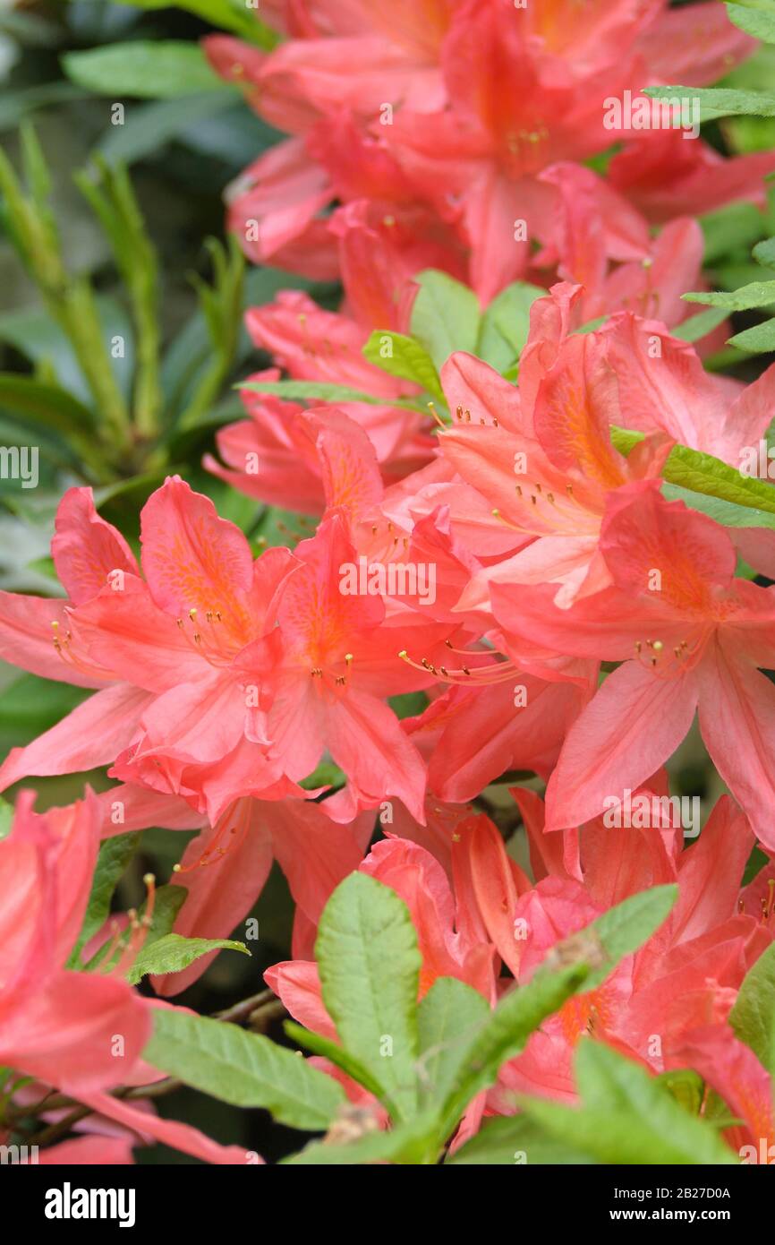 Rhododendron mollis x sinensis rosa Banque de photographies et d’images