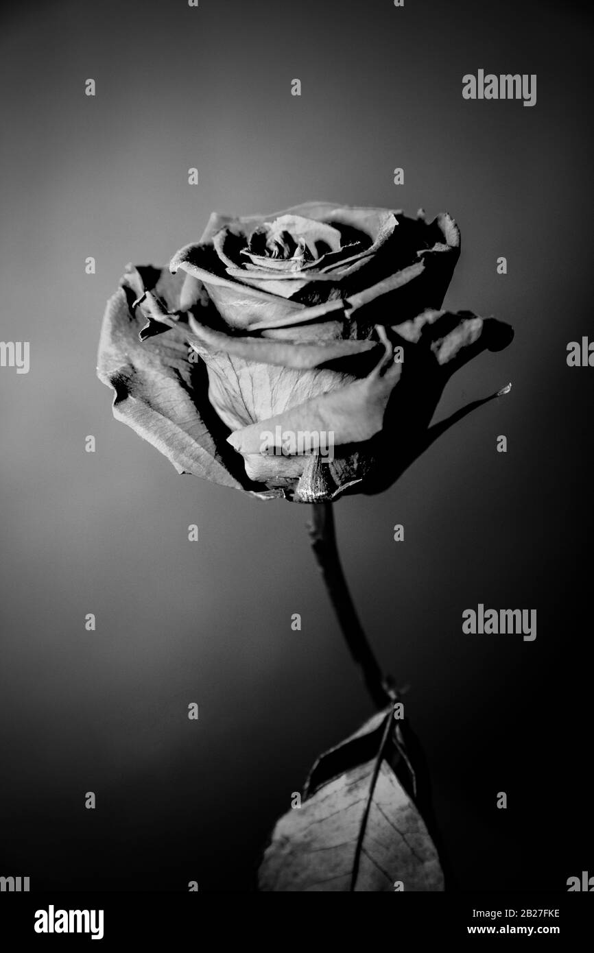 fleur de rose noire et blanche Banque D'Images