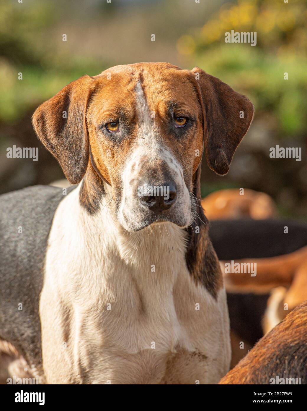 Vieux Foxhound Anglais Banque D'Images