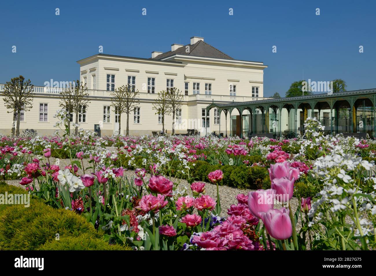 Tulpenbeete, Schloß, Großer Garten, Herrenhäuser Gärten, Hanovre, Niedersachsen, Allemagne Banque D'Images