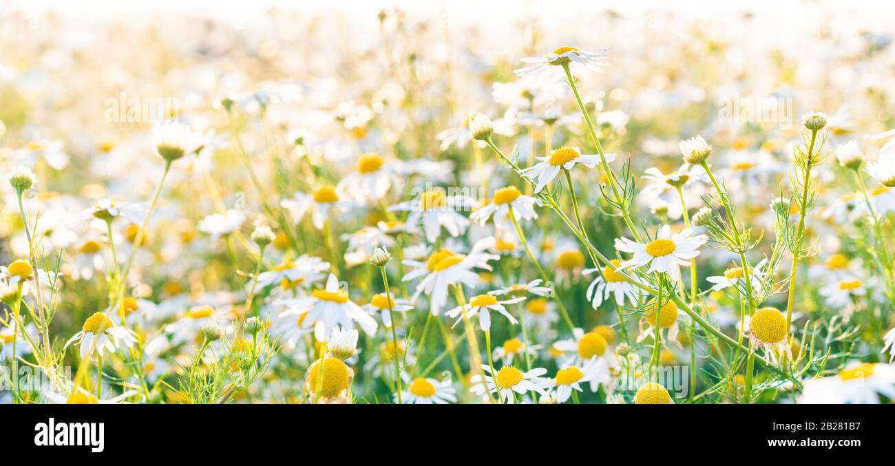 Les fleurs de camomille s'illuminent sur fond panoramique. Belle scène de la nature avec des camomilles médicales en fleurs. Fond de fleur de printemps camomille Banque D'Images